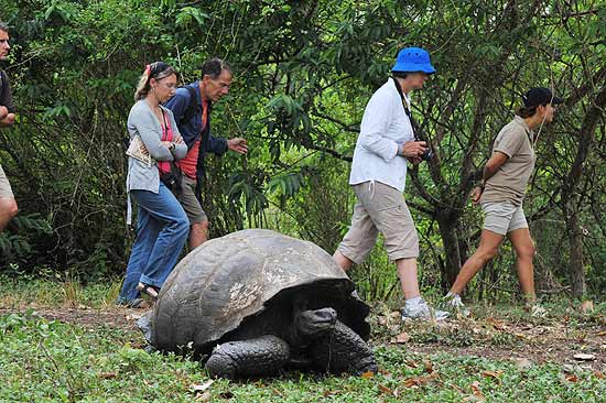 Visitantes caminham ao lado de uma tartaruga-gigante apesar de restries para se manter a distncia