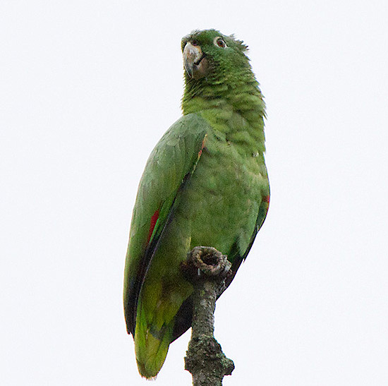 Papagaio-moleiro na regio de Itamambuca, em Ubatuba (SP)