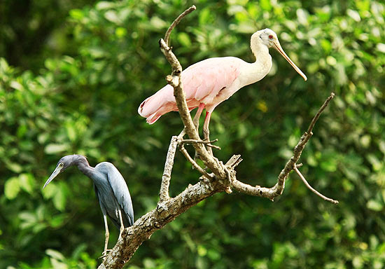 Aves em região úmida do Parque Nacional Carara, na província de Puntarenas, Costa Rica