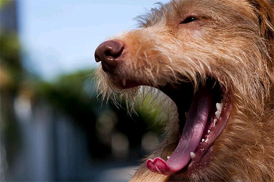 O cachorro Pinpoo, de Nair Flores, 64, em Porto Alegre; ele desapareceu por 14 dias após ser enviado em viagem
