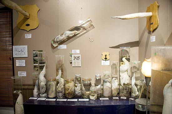 Tubos e contêineres de vidro guardam membros de vários animais no museu islandês