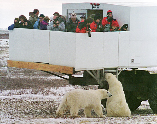 Turistas fotografam ursos polares em Churchill, cidade em Manitoba (Canad)