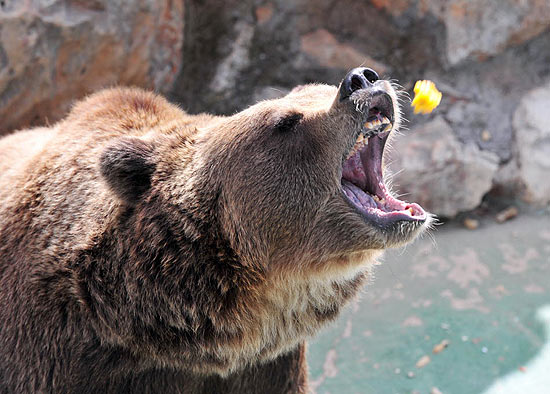 Urso recebe comida de turista no parque Safari, em Fasano, região italiana de Apúlia