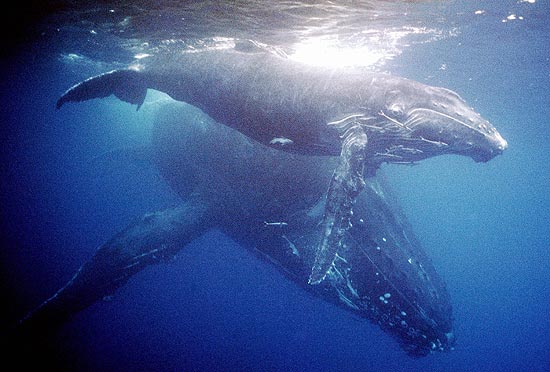 Centenas de baleias jubarte so atradas pelas guas quentes da ilha da Prata