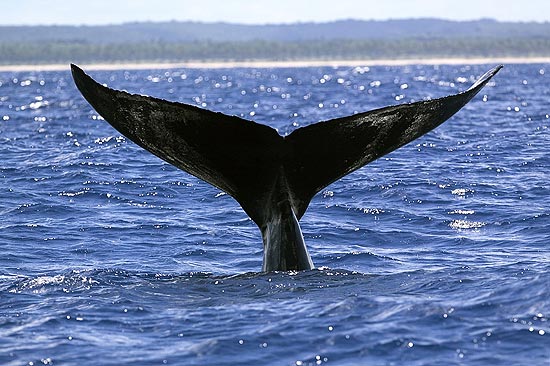 Baleia jubarte exibe sua cauda; melhor poca para observar baleias no Hava vai at abril