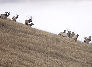 Elks em Big Elk Mine, Knott County, Kentucky