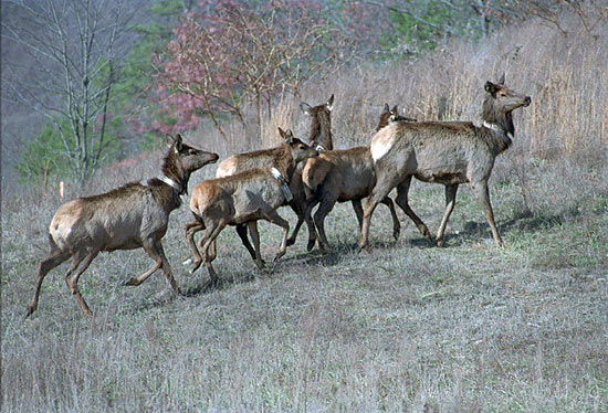 Quatro fêmeas de elks e um filhote macho sobem colina após serem liberados em área de mina recuperada perto de Hazard, Kentucky (EUA), no ano em que se iniciou a recuperação da população local da espécie