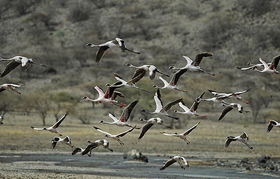 Flamingos-pequenos voam sobre o lago Natron, em Rift Valley, Tanzânia