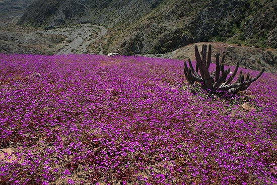Flores cobrem parte do parque nacional Llanos de Challe, na entrada do deserto de Atacama, no Chile