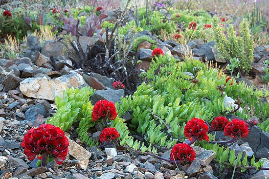 Flores no deserto de Atacama, no Chile; entre as mais de 200 espécies de flores do deserto, 14 correm risco de extinção