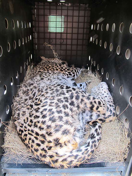 Leopardo sedado é colocado em jaula antes da transferência para a reserva em Maláui