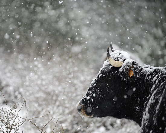 Vaca enfrenta nevasca no País Basco, norte da Espanha, uma das regiões mais afetadas pelo frio 