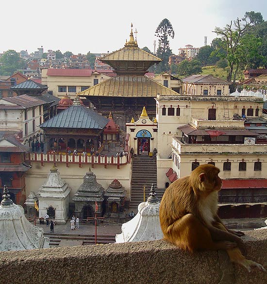 Macaco em muro de mirante em frente ao templo indiano Pashupatinath, na beira do rio Bagmati, considerado sagrado 