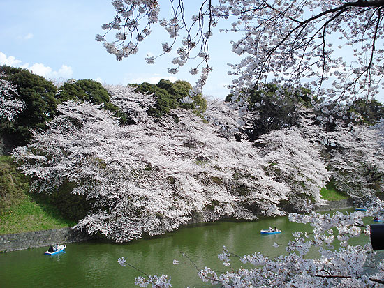 Cerejeiras em flor no Palcio Imperial de Tquio