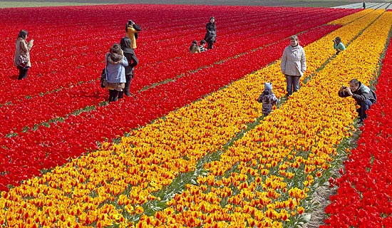 Turistas tiram fotos em meio a flores em campo na cidade de Lisse, na Holanda