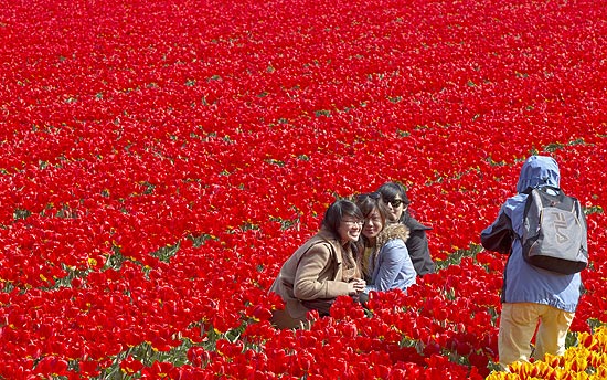 Garotas posam em meio a flores em campo de Lisse, na Holanda; campos comeam a ficar coloridos em abril