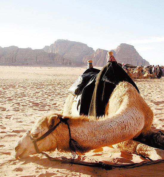 Camelo descansa em deserto na Jordânia; país receberá voos da Palestinian Airlines