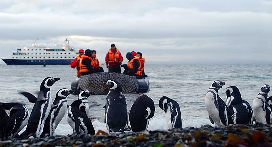 Turistas observam pinguins em regio da Patagnia