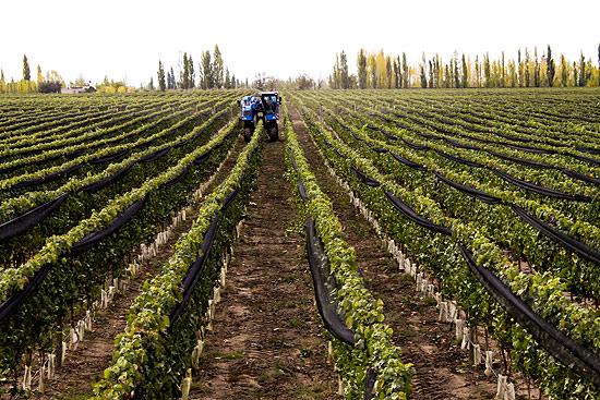Colheita de uva em Mendoza, na Argentina; regio concentra 75% da produo de vinhos do pas