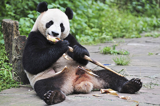 Panda Hu Bao come bambu na provncia de Sichuan, na China