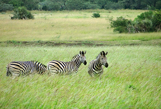 Zebras em reserva na frica do Sul; safris so uma das atividades de ecoturismo no pas