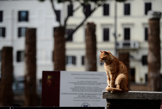 Gato de rua descansa na área sacra do largo Argentina, na capital italiana