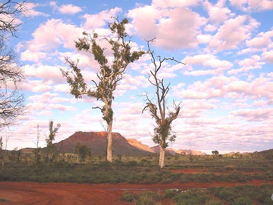 rvores australianas pintadas pelo artista aborgene Albert Namatjira