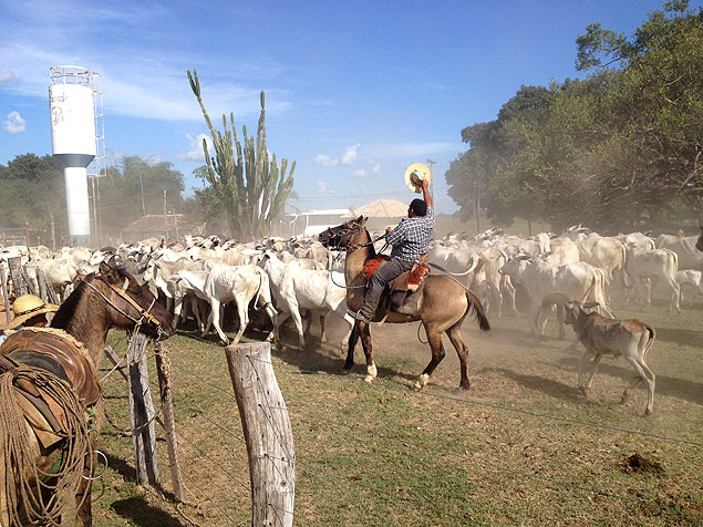 El episodio es parte del "Da del Cowboy", una de las actividades disponibles en la posada Piuval, en Pocon, a 100 kilmetros de Cuiab, en el Pantanal de Mato Grosso. 