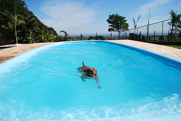 Cachorro brinca na piscina do Clube de Compo, em Itu