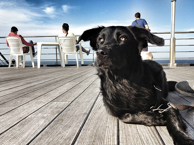 Mela, cachorra de italiano que criou o site Trip for Dogs, para materia de Turismo (Foto: Arquivo Pessoal) ***DIREITOS RESERVADOS. NO PUBLICAR SEM AUTORIZAO DO DETENTOR DOS DIREITOS AUTORAIS E DE IMAGEM***