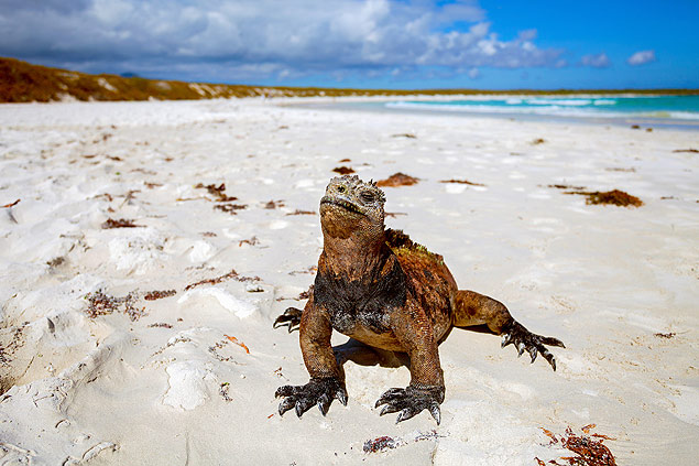 Iguana vista em praia de Galápagos, no Equador