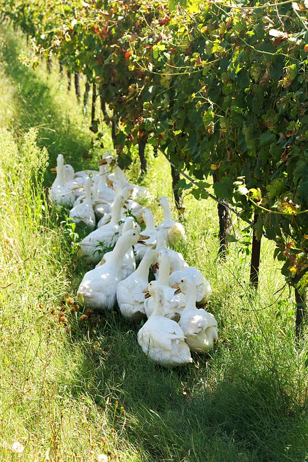 Patos na vinicola Avondale, na África do Sul; aves comem caracóis 