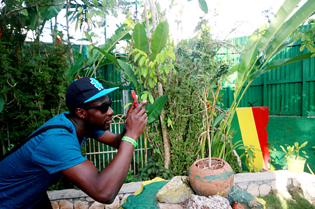 Planta de maconha no mausolu do cantor de reggae Bob Marley, com a casa onde ele nasceu, na regio de Nine Miles, na Jamaica