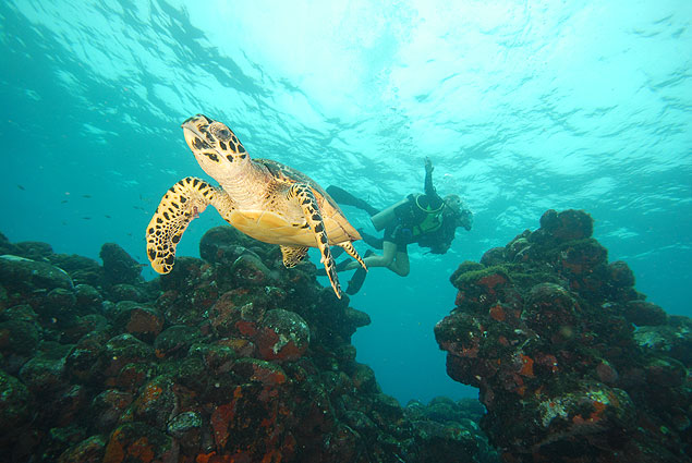 Mergulhadores observam tartaruga-marinha em Fernando de Noronha