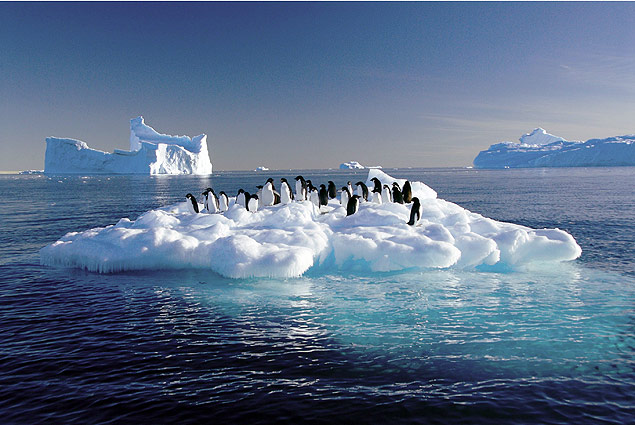 Pinguins derivam em calota de gelo na Antrtida 