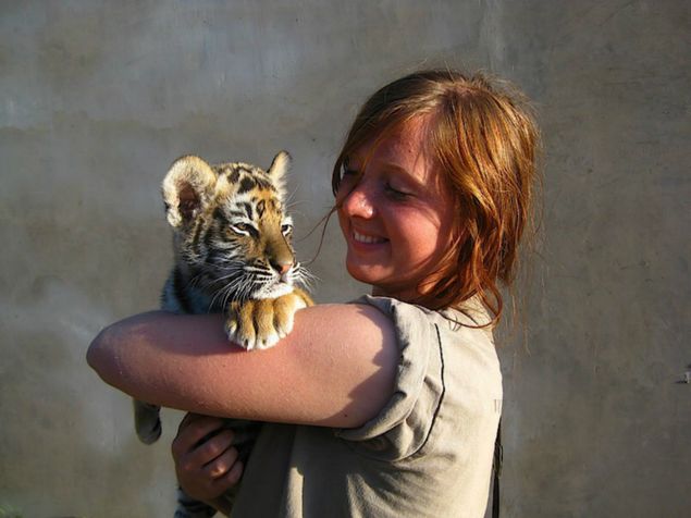 Turista segura tigre de bengala na África do Sul