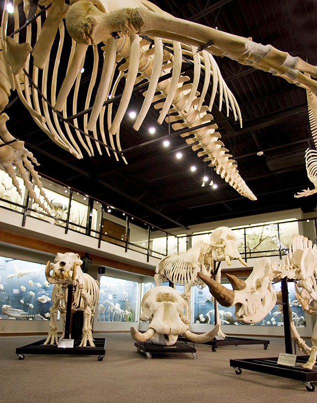 Sala do museu Skeletons, que ser aberto em Orlando (EUA)