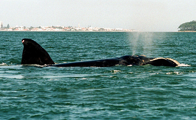 ORG XMIT: 552501_1.tif Baleia franca nada em Punta del Este, na costa do Uruguai: Southern Right Whales swim in front of Punta del Este city, 140 Km (87 miles) to the east of Montevideo's city, August 24, 2001. Near the end of winter, Southern Rigth Whales arrive at the Uruguayan coast to mate. REUTERS/Martin Rodriguez 