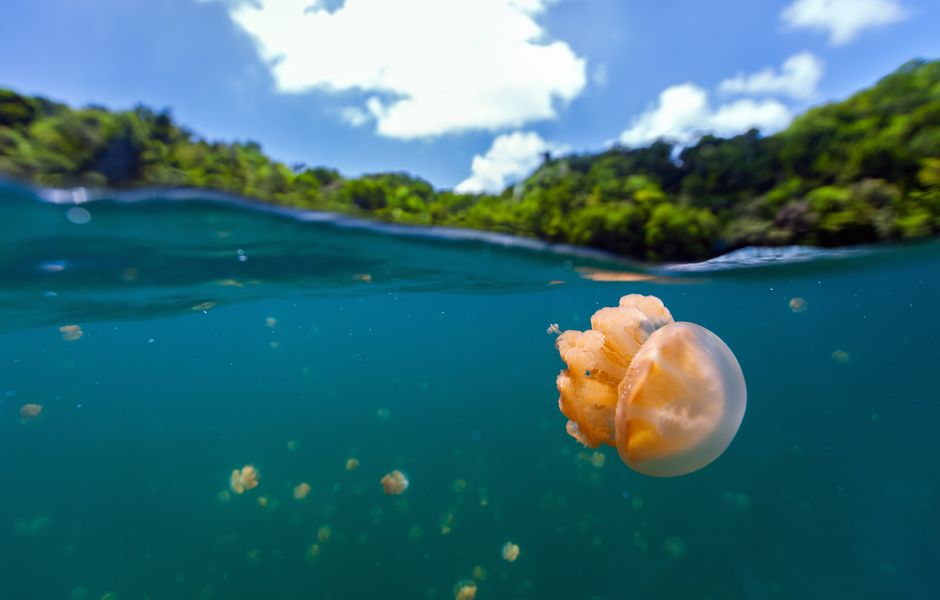 Palau, um pequeno país na Oceania, ficou em quarto na categoria melhor país para visitar em 2016 da Lonely Planet 