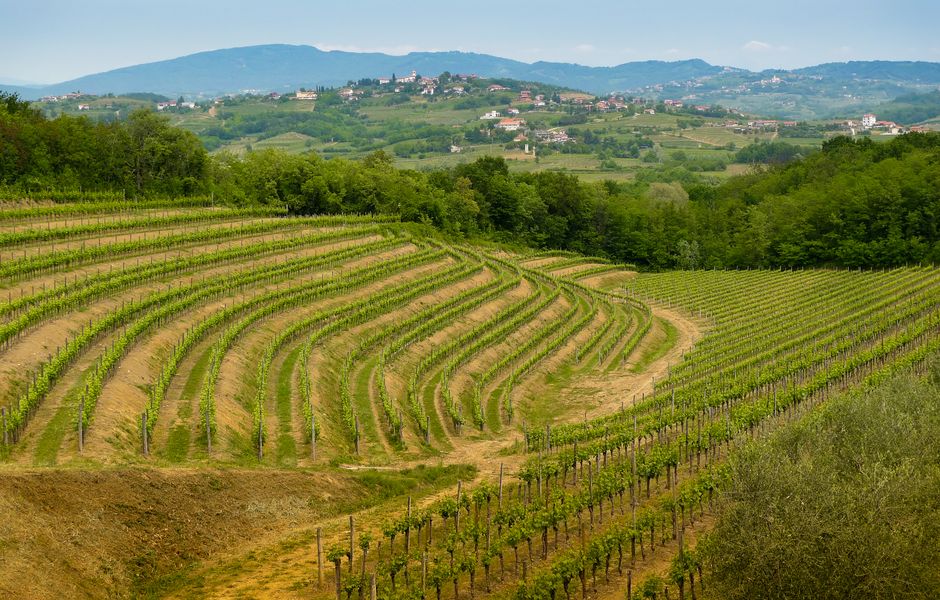 A região vinícola de Friuli, na Itália