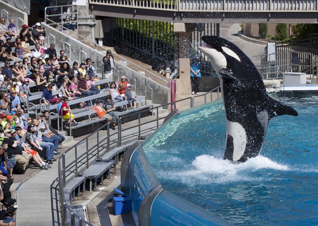 Visitors are greeted by an Orca killer whale as they attend a show featuring the whales during a visit to the animal theme park SeaWorld in San Diego, California in this March 19, 2014 file photo. SeaWorld plans to phase out its killer whale show at its San Diego park next year as part of a comprehensive strategy unveiled on Monday to re-position the company amid criticism of how it treats orcas, the San Diego Union-Tribune reported. REUTERS/Mike Blake ORG XMIT: MB02