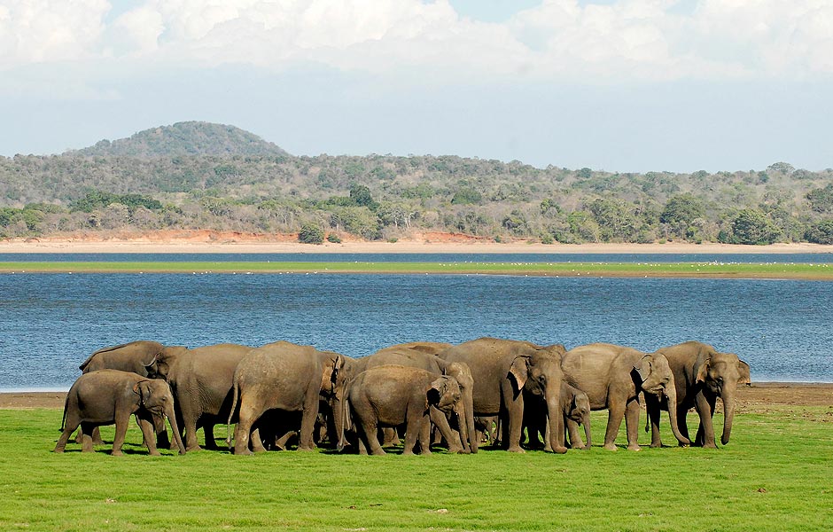 Elefantes caminham no parque nacional Minneriya, no Sri Lanka