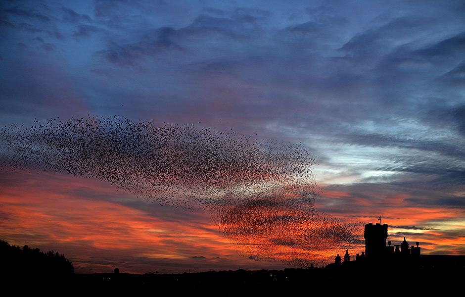 TOPSHOTS Starlings fly in the sky of Rome at sunset on January 27, 2015. AFP PHOTO / FILIPPO MONTEFORTE ORG XMIT: MON2491