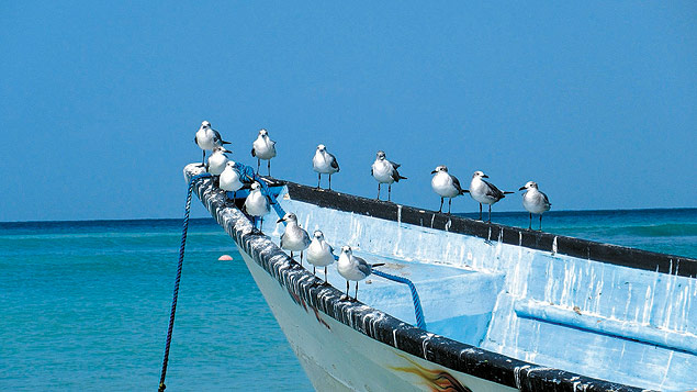 Detalhe de passaros pousados em barco de pesca em praia de Tobago Foto Flavio Sampaio /Divulgacao