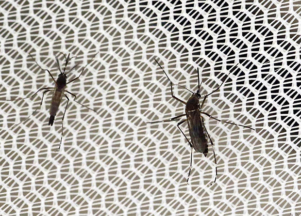Mosquito Aedes aegypti, que conduz o vírus da zika