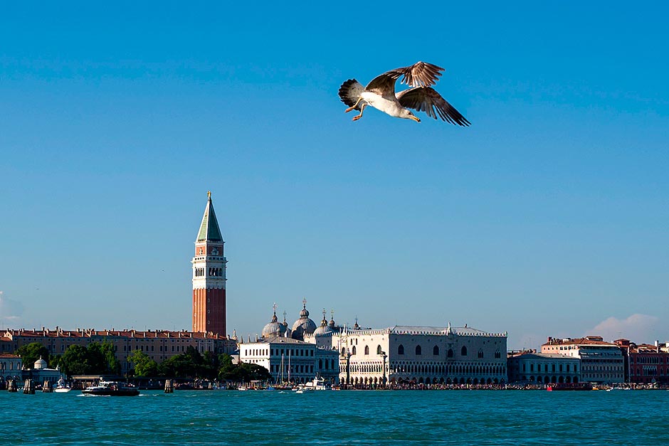 Gaivotas sobrevoam os canais de Veneza