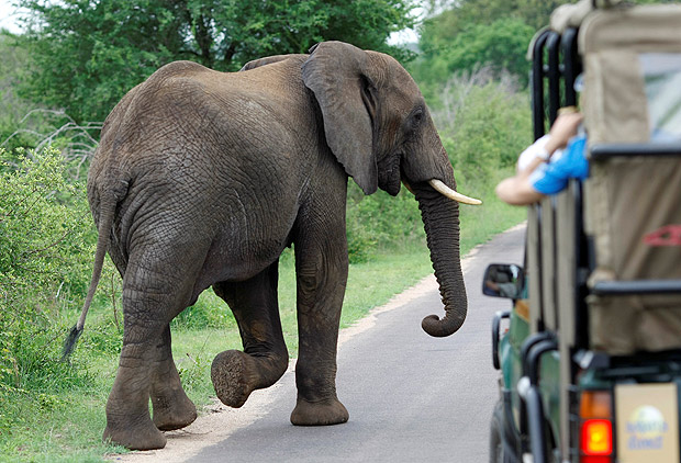 A bull elephant walks past a car filled with tourists in South Africa's Kruger National Park, December 10, 2009. REUTERS/Mike Hutchings/File Photo ORG XMIT: MSH01