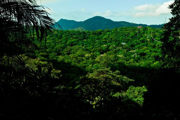 Floresta da Tijuca, no Rio, por onde passa a Transcarioca