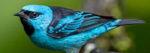 Sai- azul (Dacnis cayana)