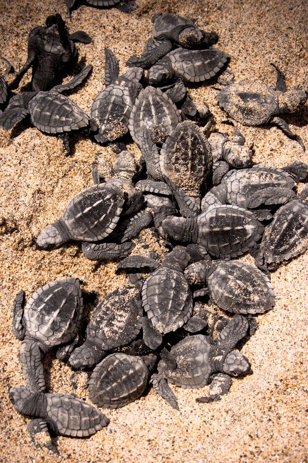 Filhotes de tartaruga marinha em praia no Mxico